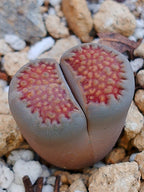 Cl018 Lithops Hallii