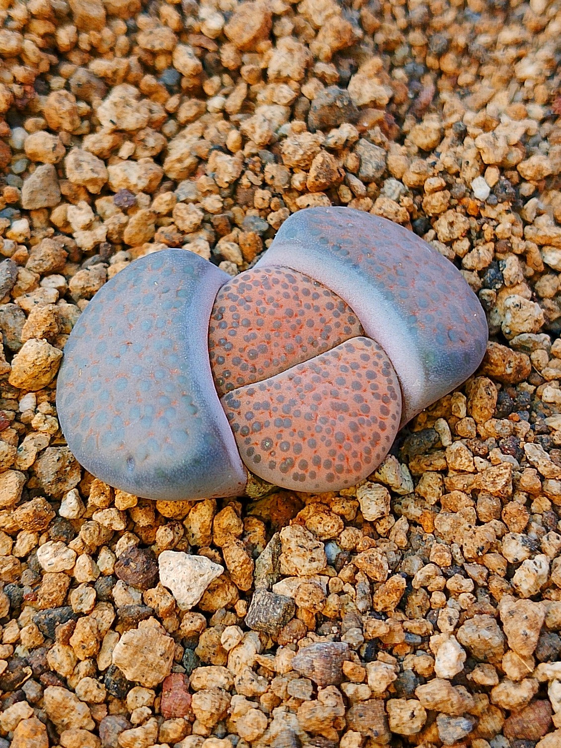 C220 	Lithops fulviceps v. fulviceps