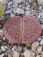 C048 	Lithops aucampiae ssp. euniceae v. euniceae A