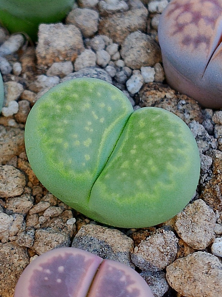 C351A 	Lithops salicola 'Malachite