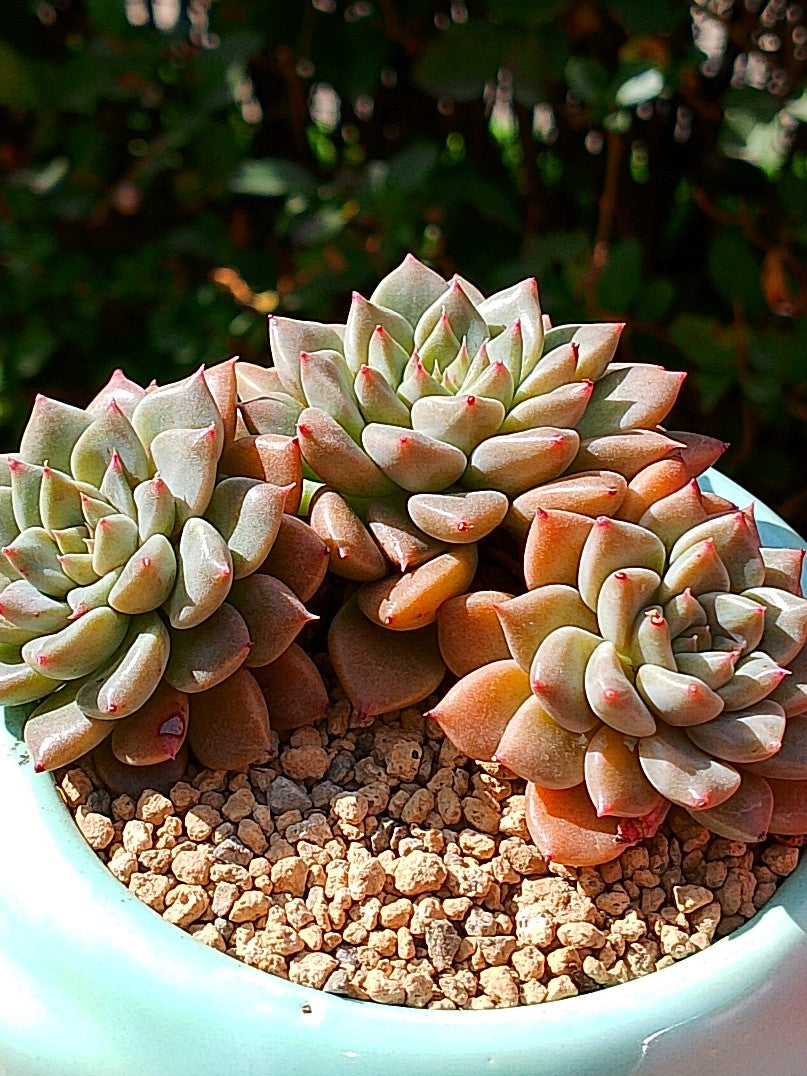 Echeveria Hermes