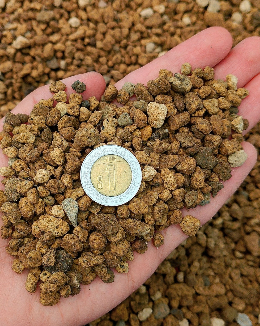 Tepojal amarillo 0-2 cm