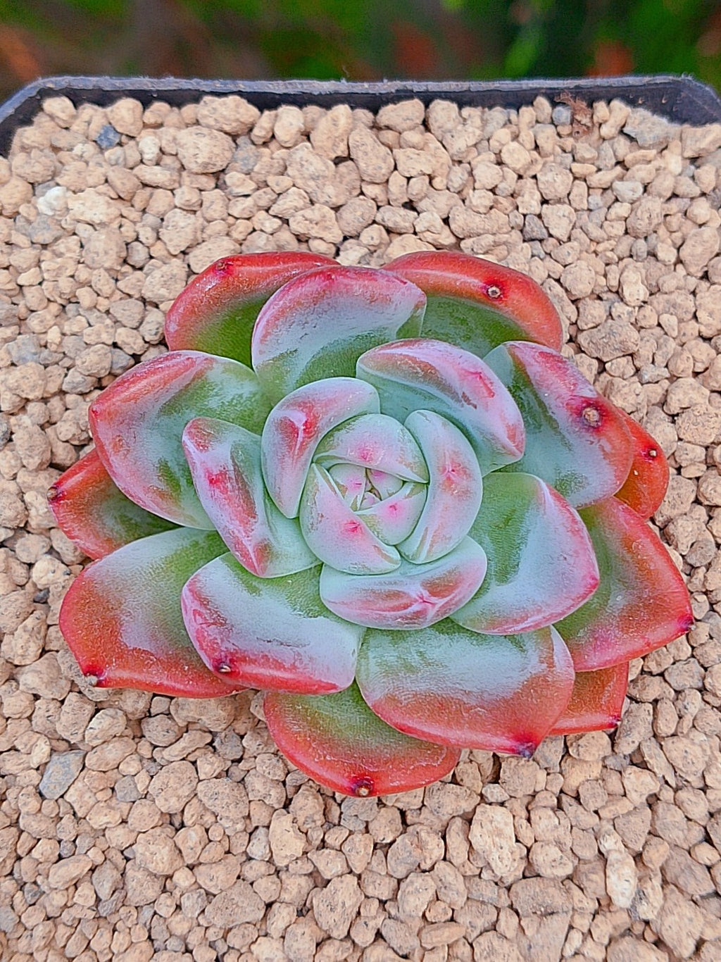 Echeveria Elena | maceta 3"