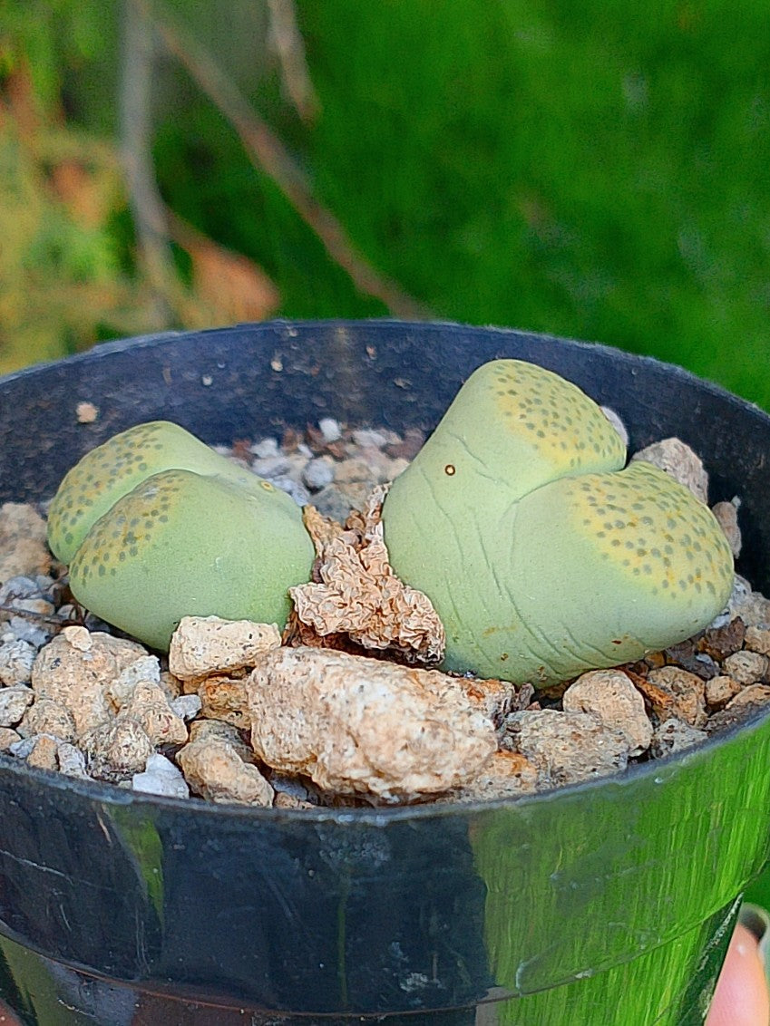 C363 Lithops Fulviceps var aurea - 2 cabezas