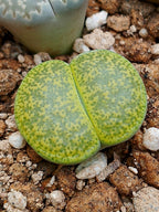 C036A 	Lithops lesliei ssp. lesliei v. lesliei 'Albinica'