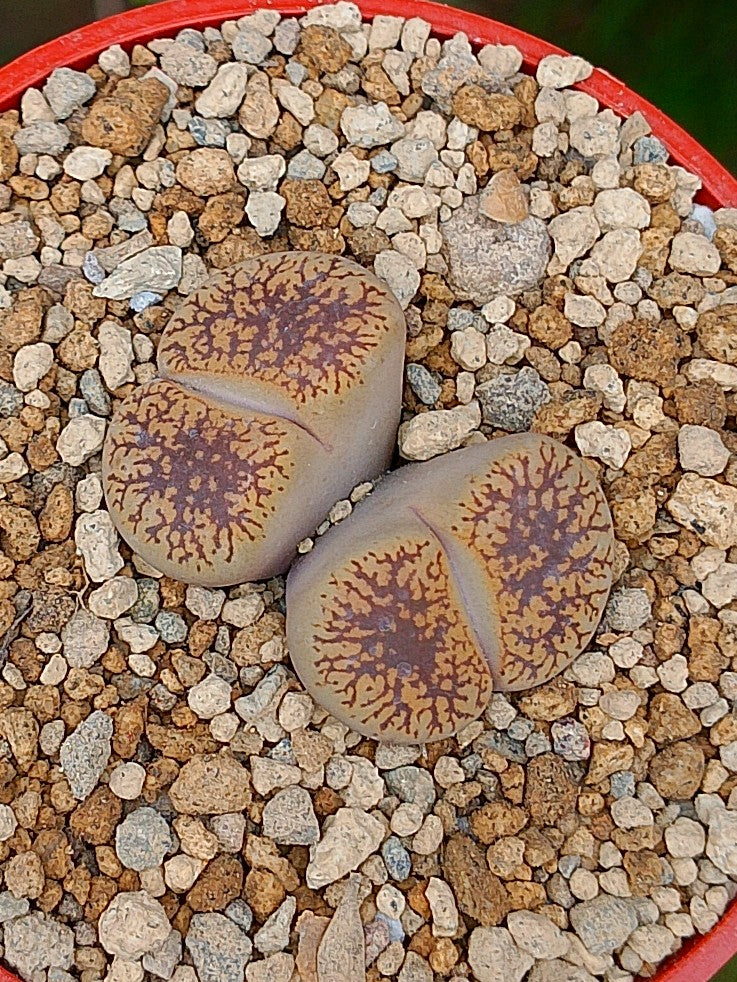 Lithops Aucampiae | 2 cabezas