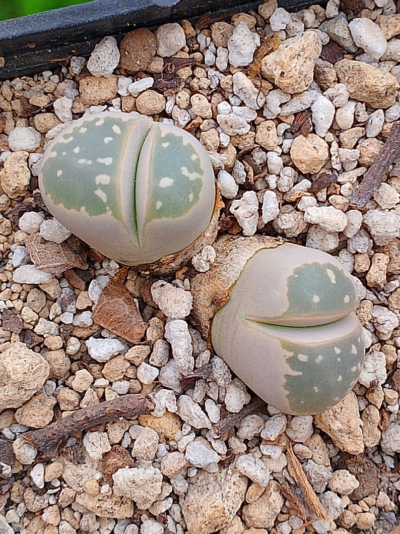 C055 Lithops Olivacea | 2 cabezas