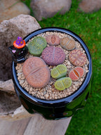 Paquete lithops Mix - Caldero Salem