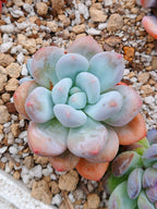 Pachyveria frevel