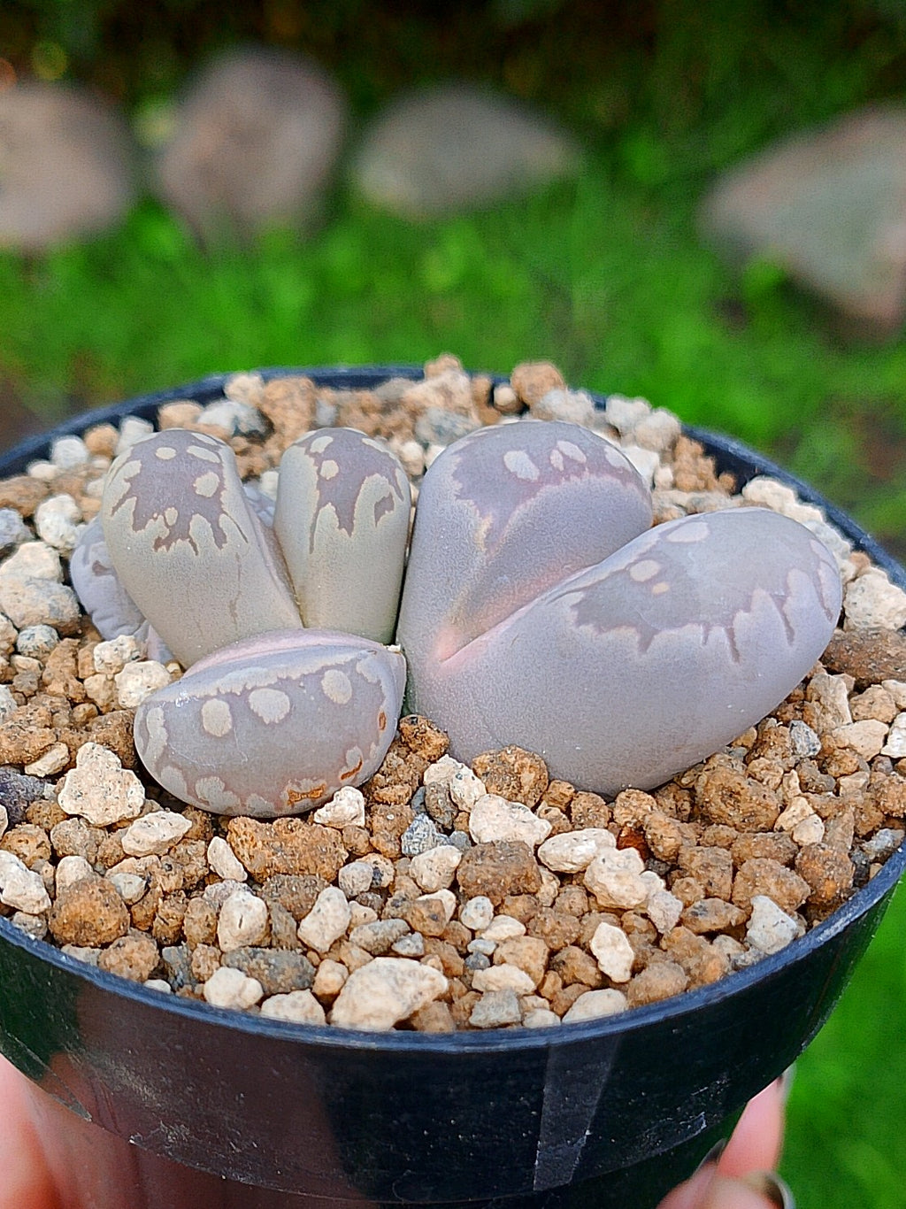 Lithops Otzeniana | 2 cabezas