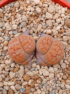 Lithops Schwantesii | 2 cabezas