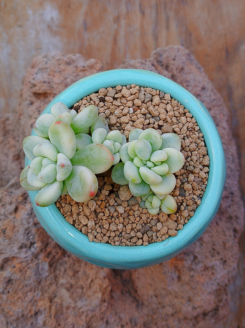 Sedum clavatum variegado