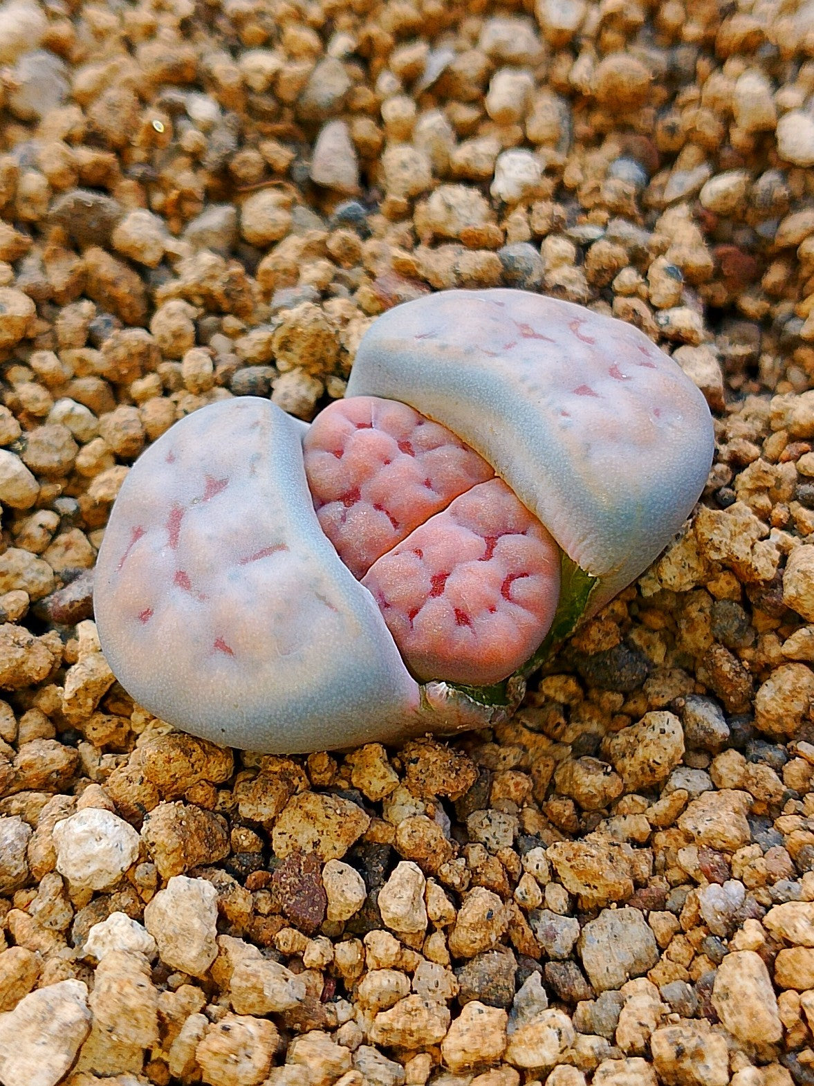 C225 	Lithops karasmontana ssp. karasmontana v. karasmontana