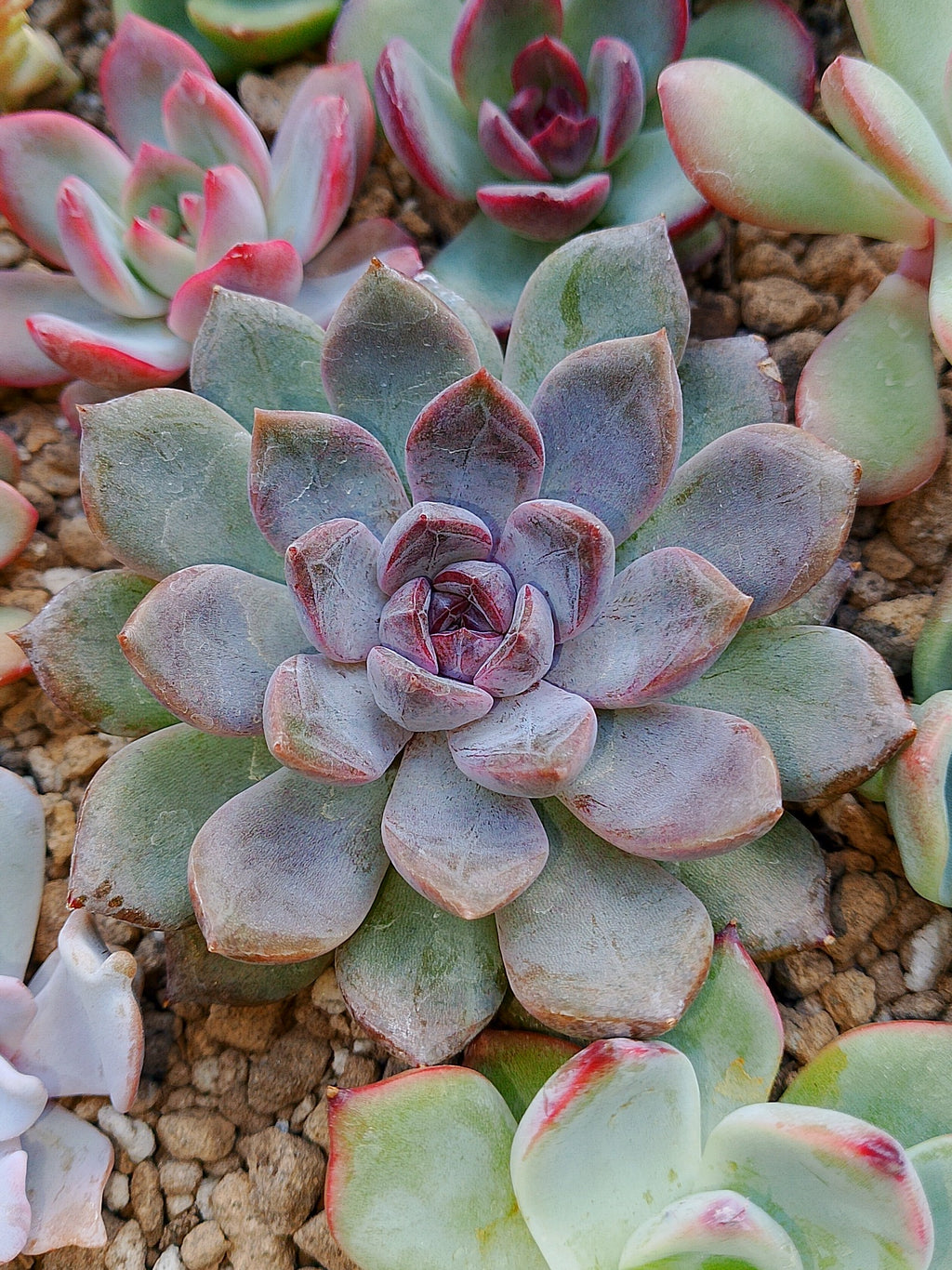 Echeveria White soul| Maceta 3"