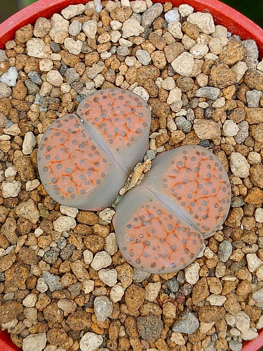Lithops Fulviceps| 2 cabezas