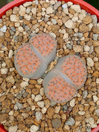Lithops Fulviceps| 2 cabezas
