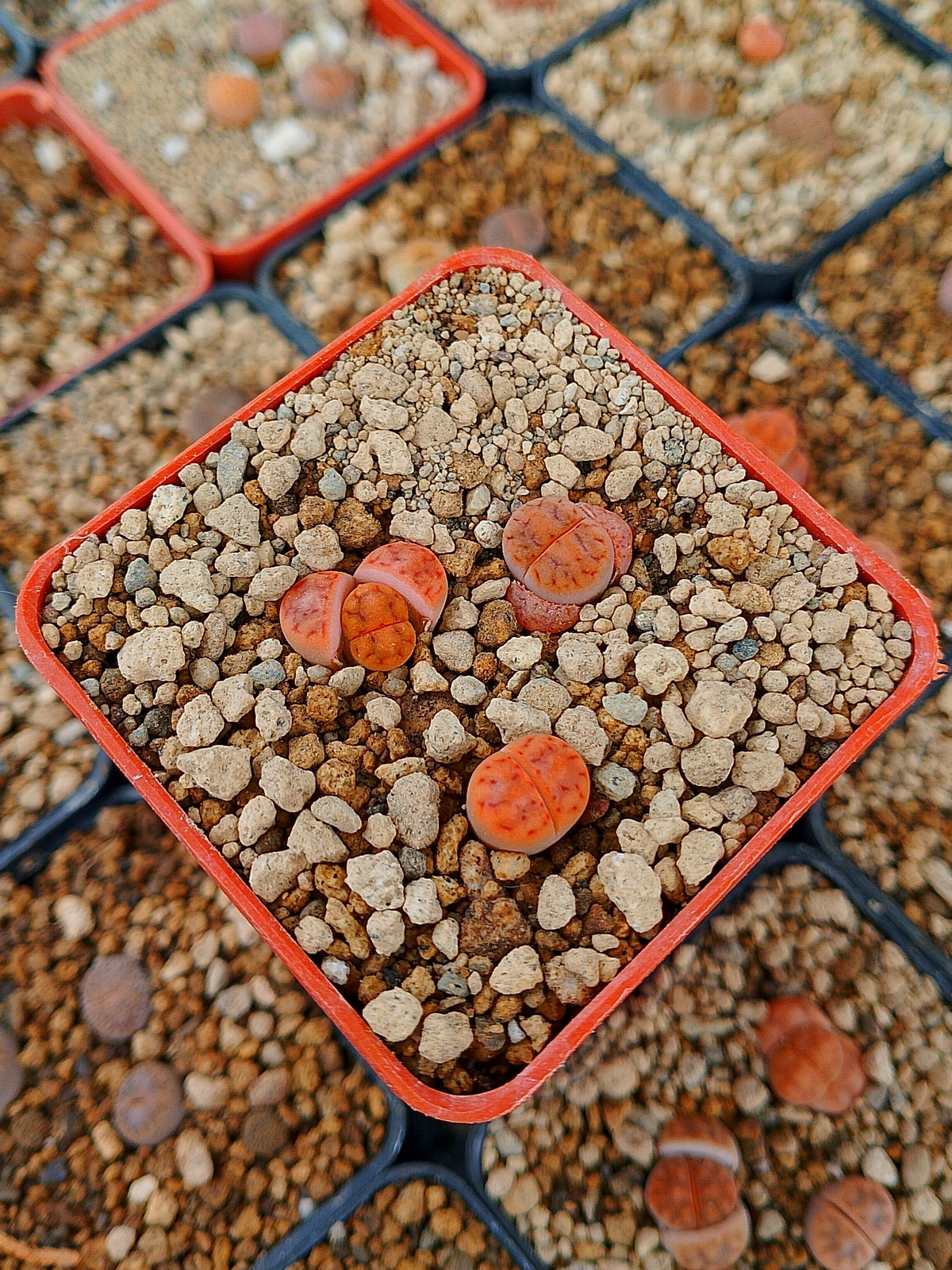 Paquete lithops Mix K | 1 año de edad