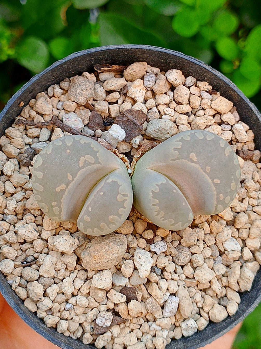 Lithops Otzeniana | 2 cabezas