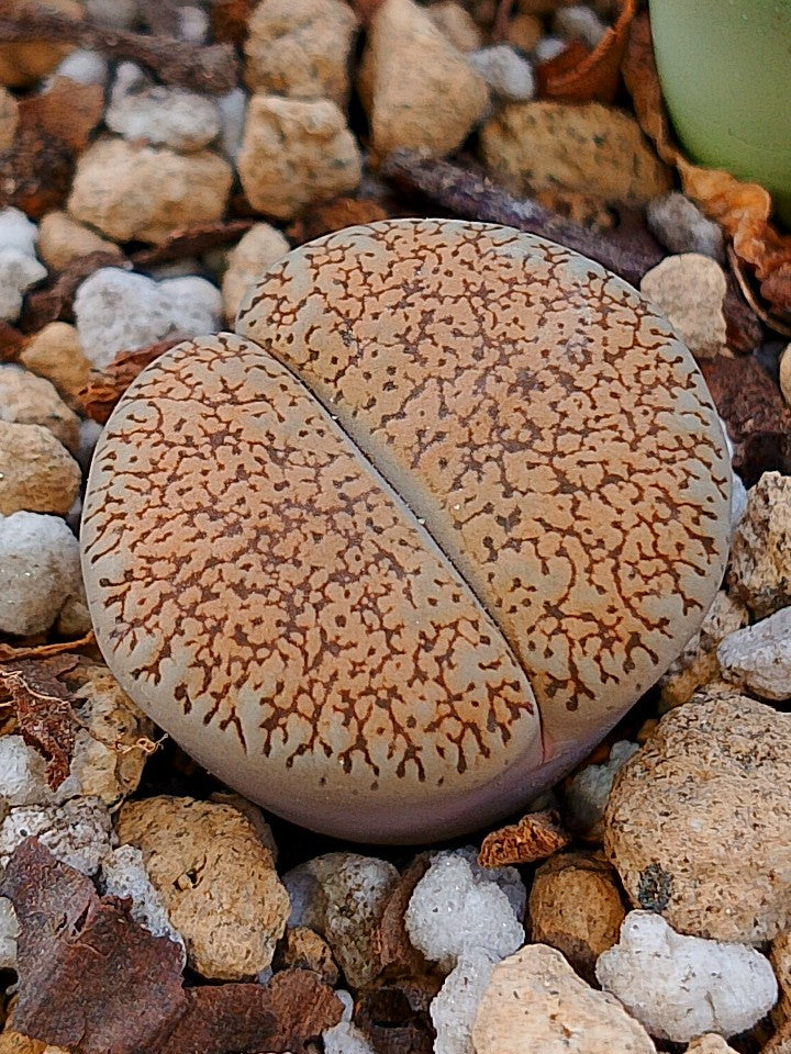 C308 	Lithops lesliei ssp. burchellii