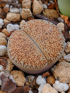 C308 	Lithops lesliei ssp. burchellii