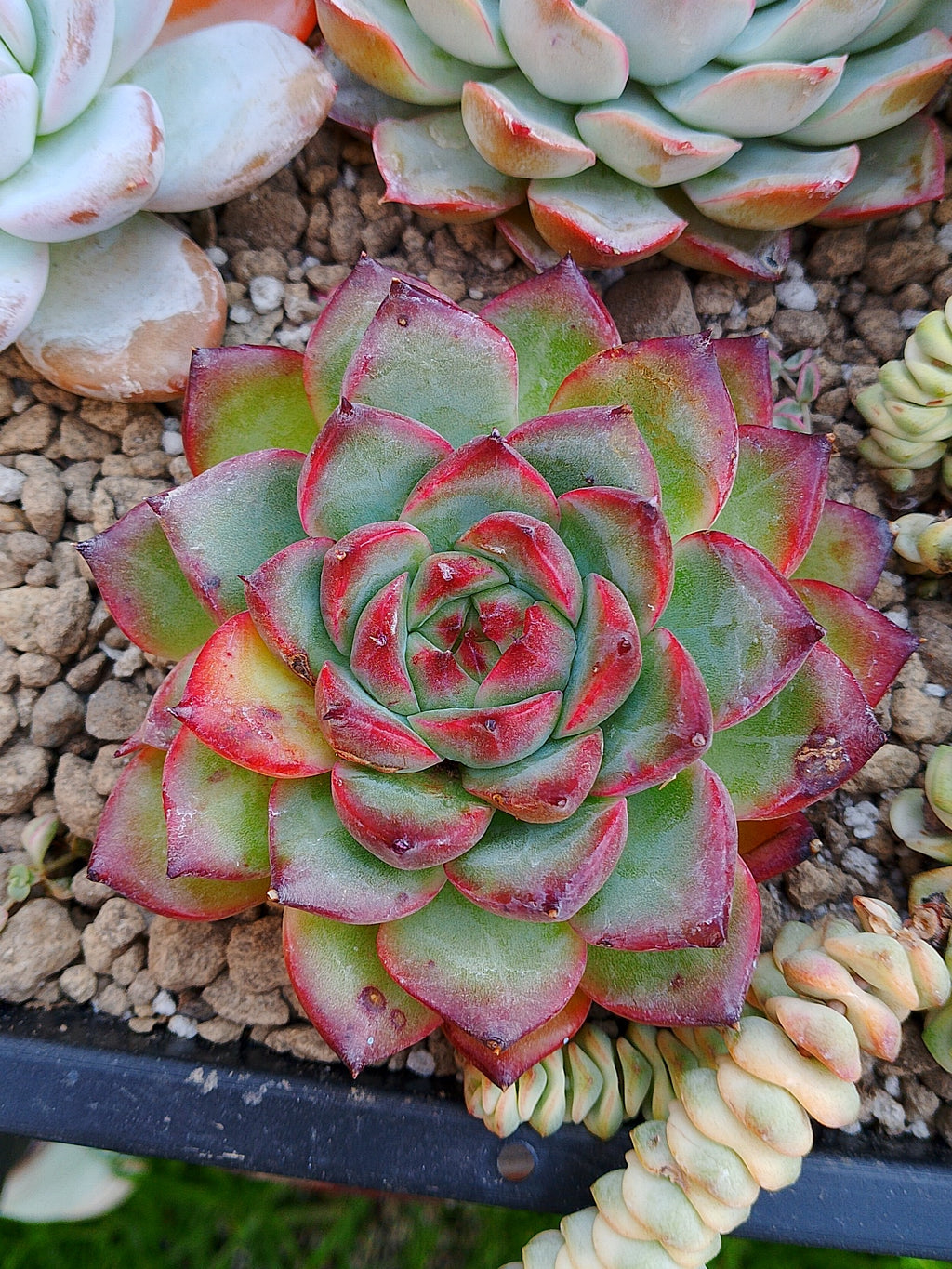 Echeveria Black Mink | maceta 4"
