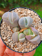 Lithops Olivacea | 5 cabezas
