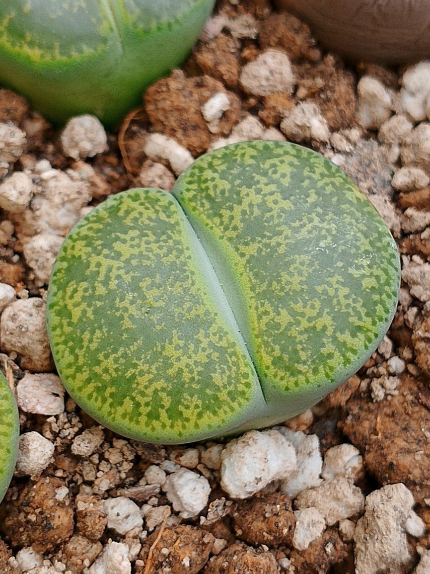 C036B 	Lithops lesliei ssp. lesliei v. lesliei 'Storms’s Albinigold'