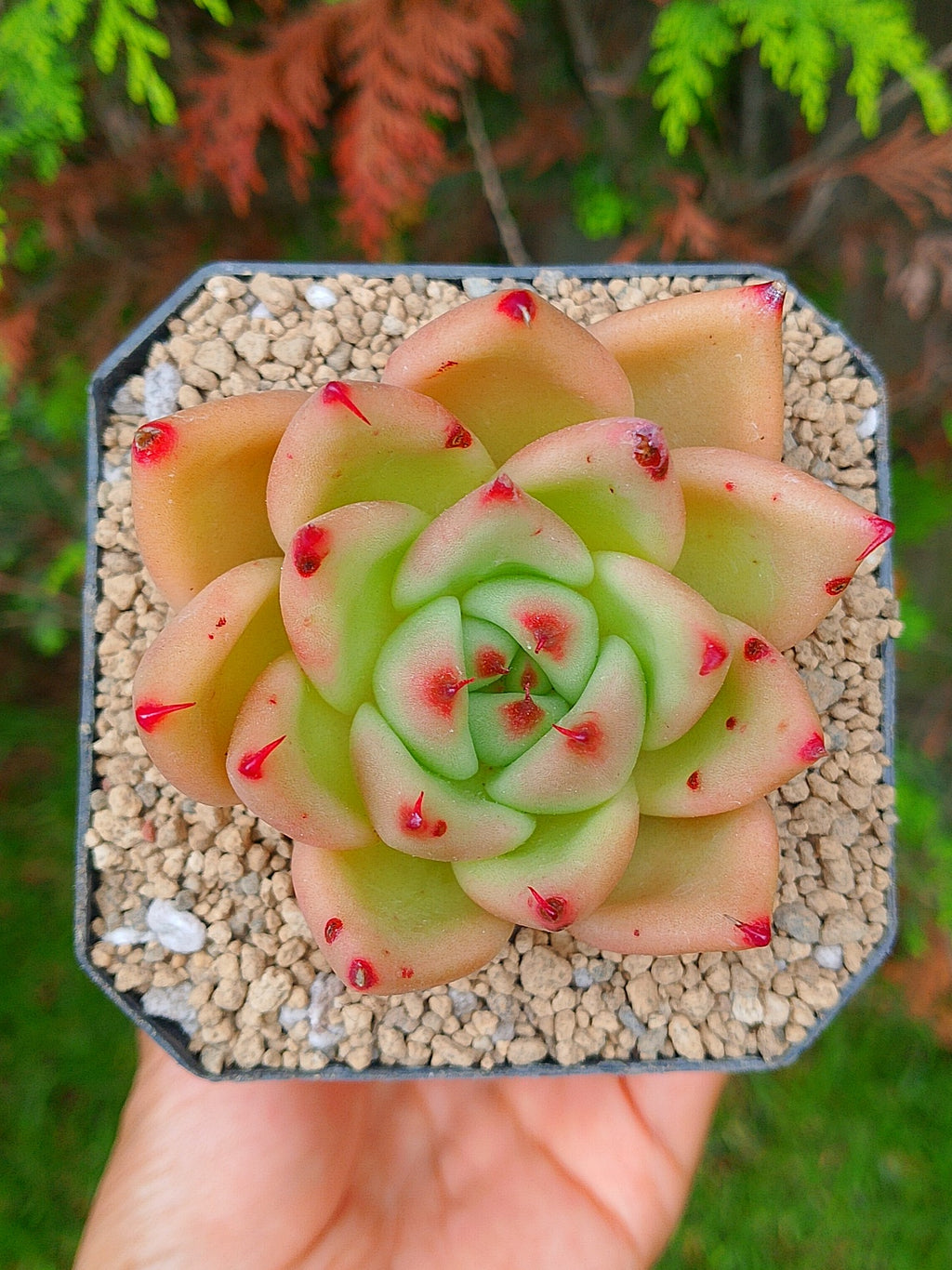 Echeveria Agavoides Gilva | maceta 3"