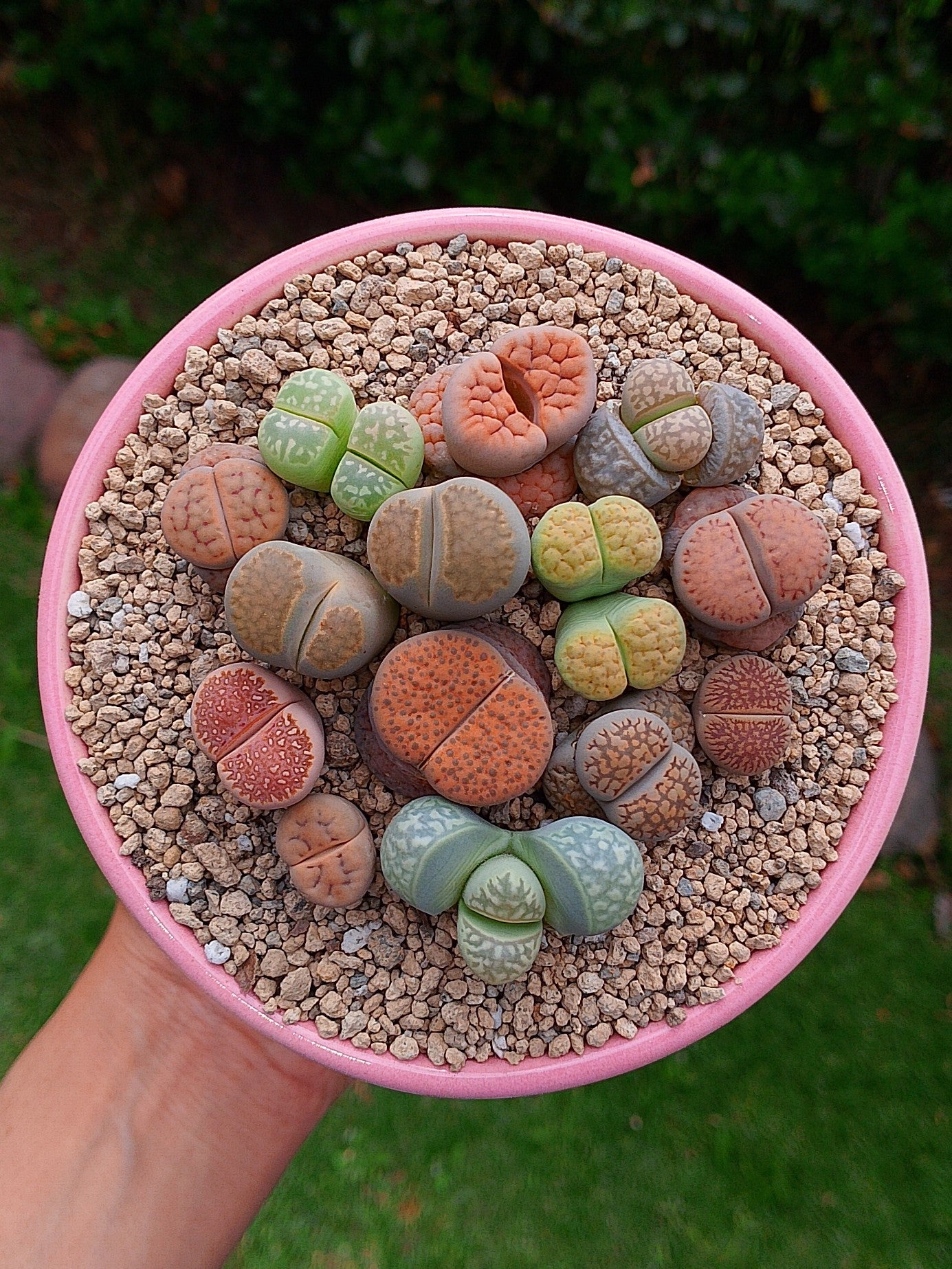 Paquete lithops Mix - circular E