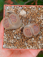 Lithops Hallii  | 2 cabezas