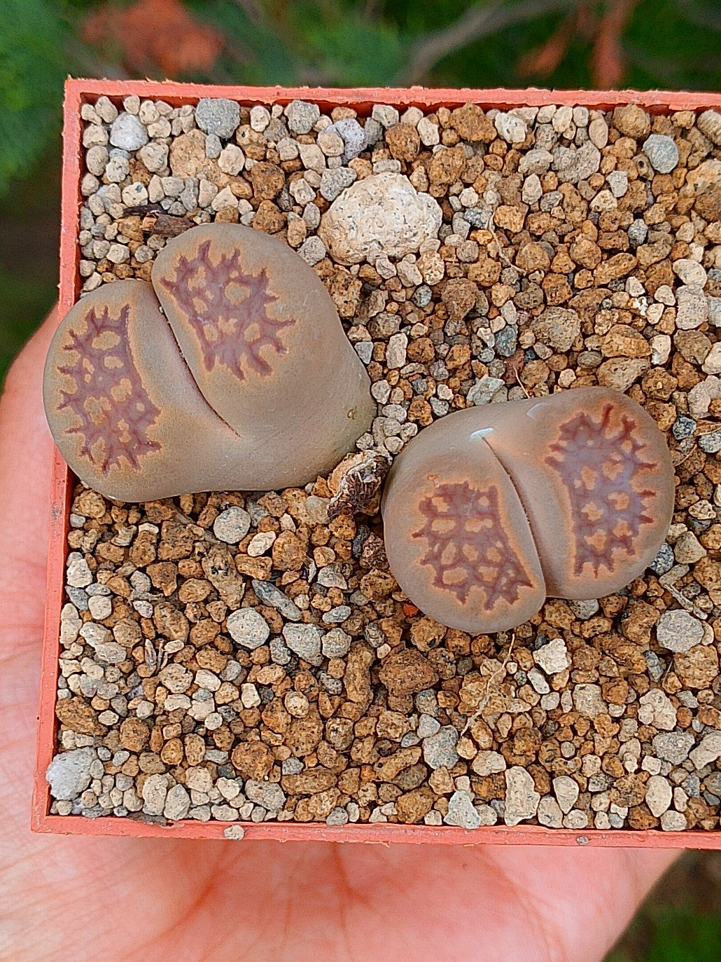 Lithops Hallii  | 2 cabezas