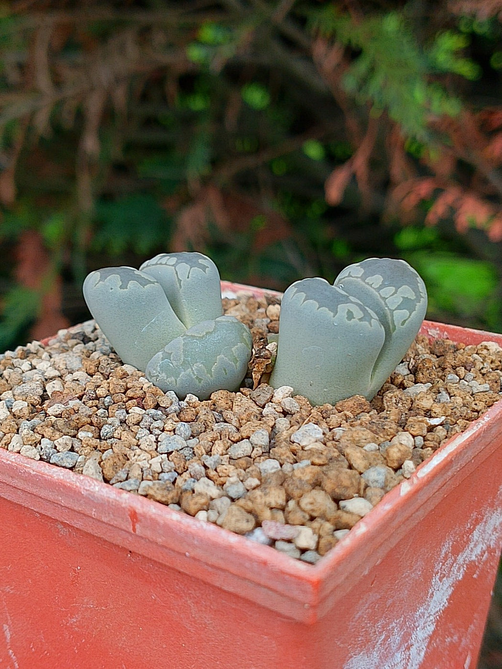 Lithops Otzeniana | 2 cabezas