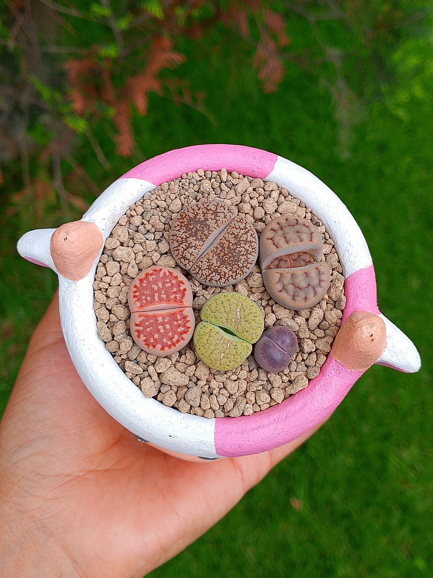 Paquete lithops Mix - vaquita B | maceta 2.5"