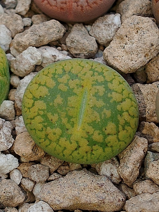C395 	Lithops aucampiae ssp. aucampiae v. aucampiae 'Jackson’s Jade'