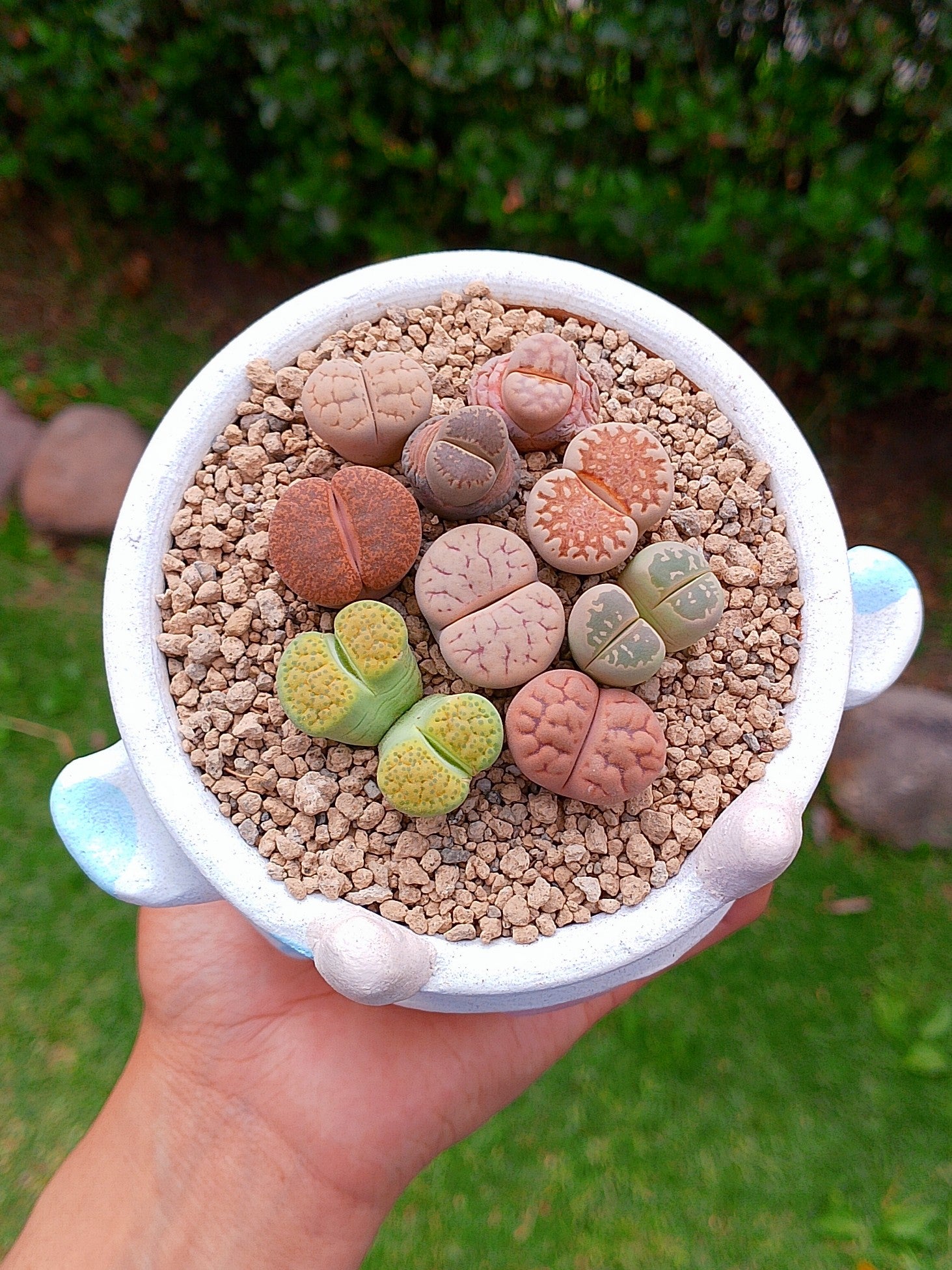 Paquete lithops Mix - vaquita A