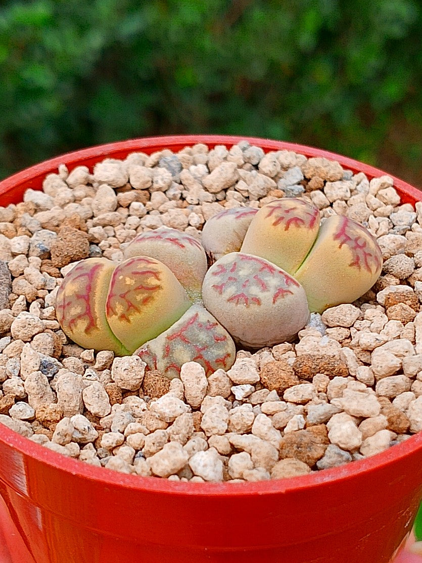 Lithops Dorotheae | 2 cabezas