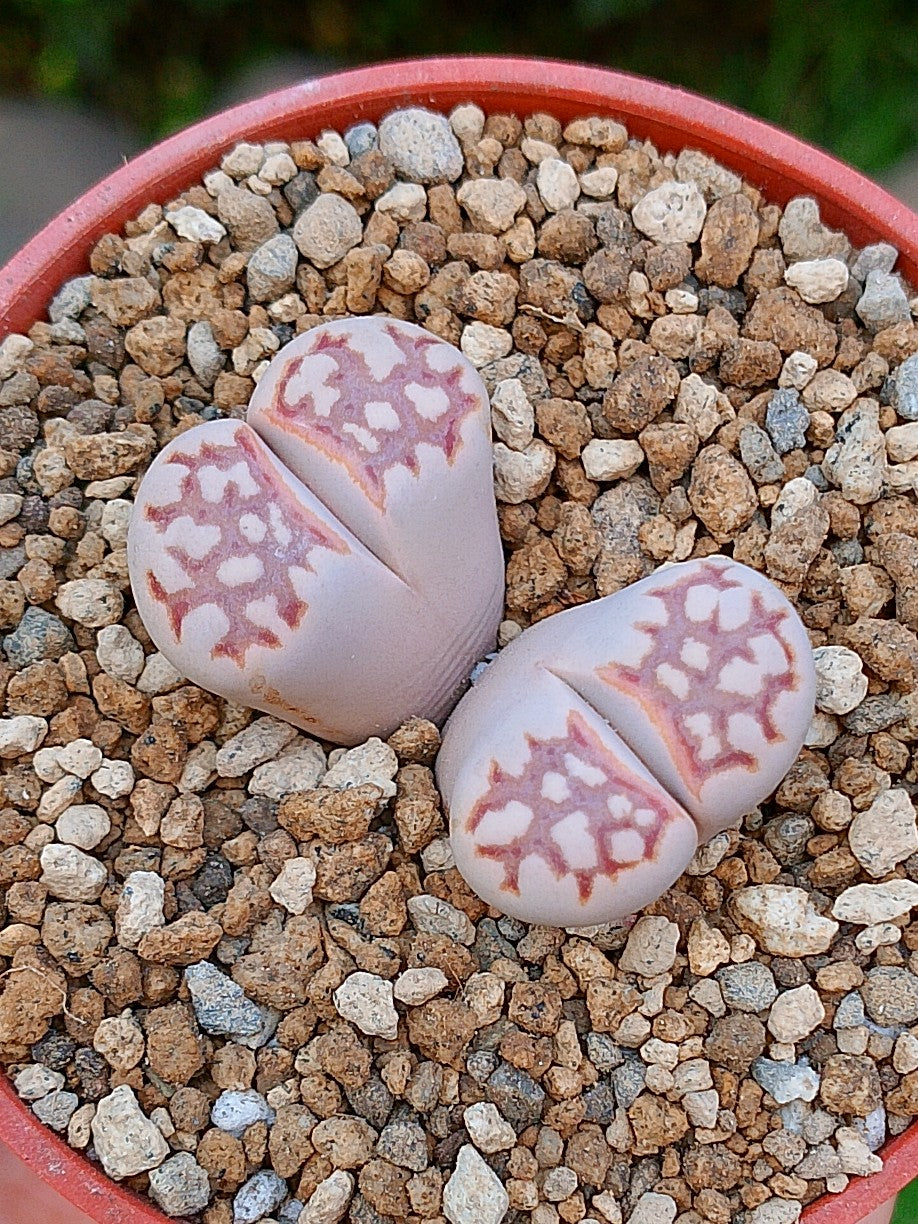 Lithops Julii | 2 cabezas