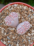 Lithops Julii | 2 cabezas