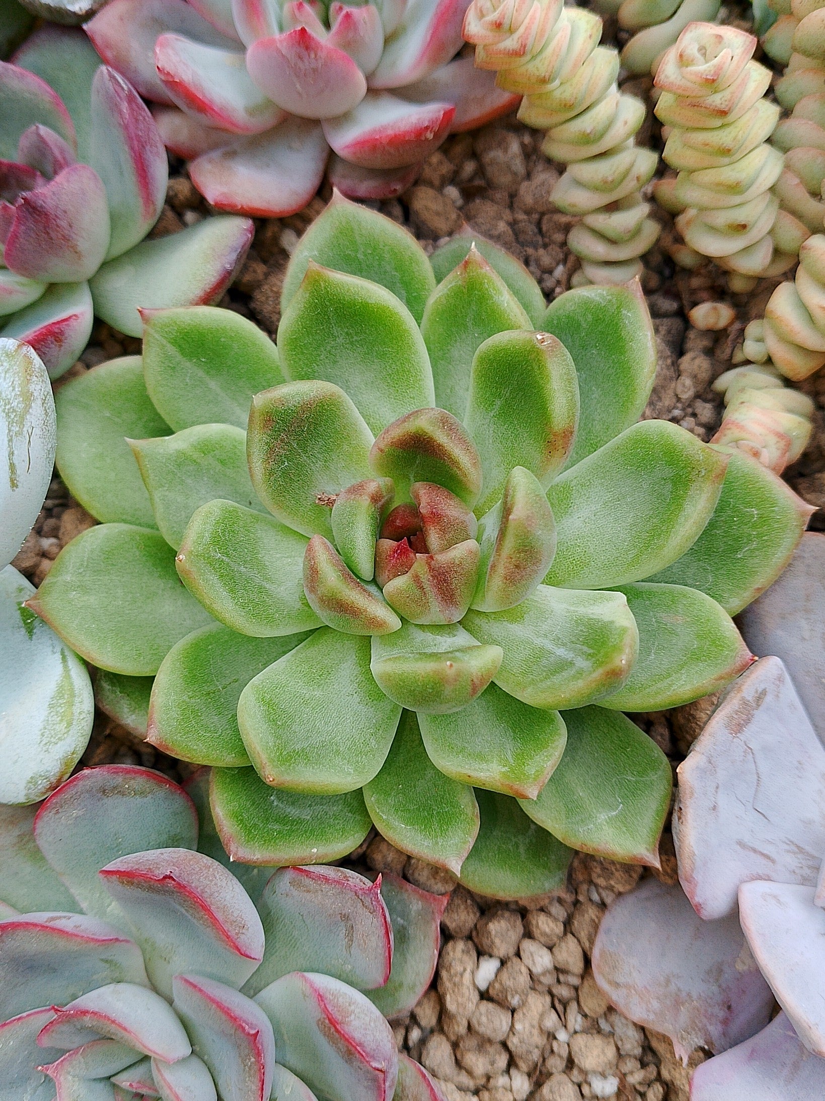 Echeveria Green Cristal | maceta 3"