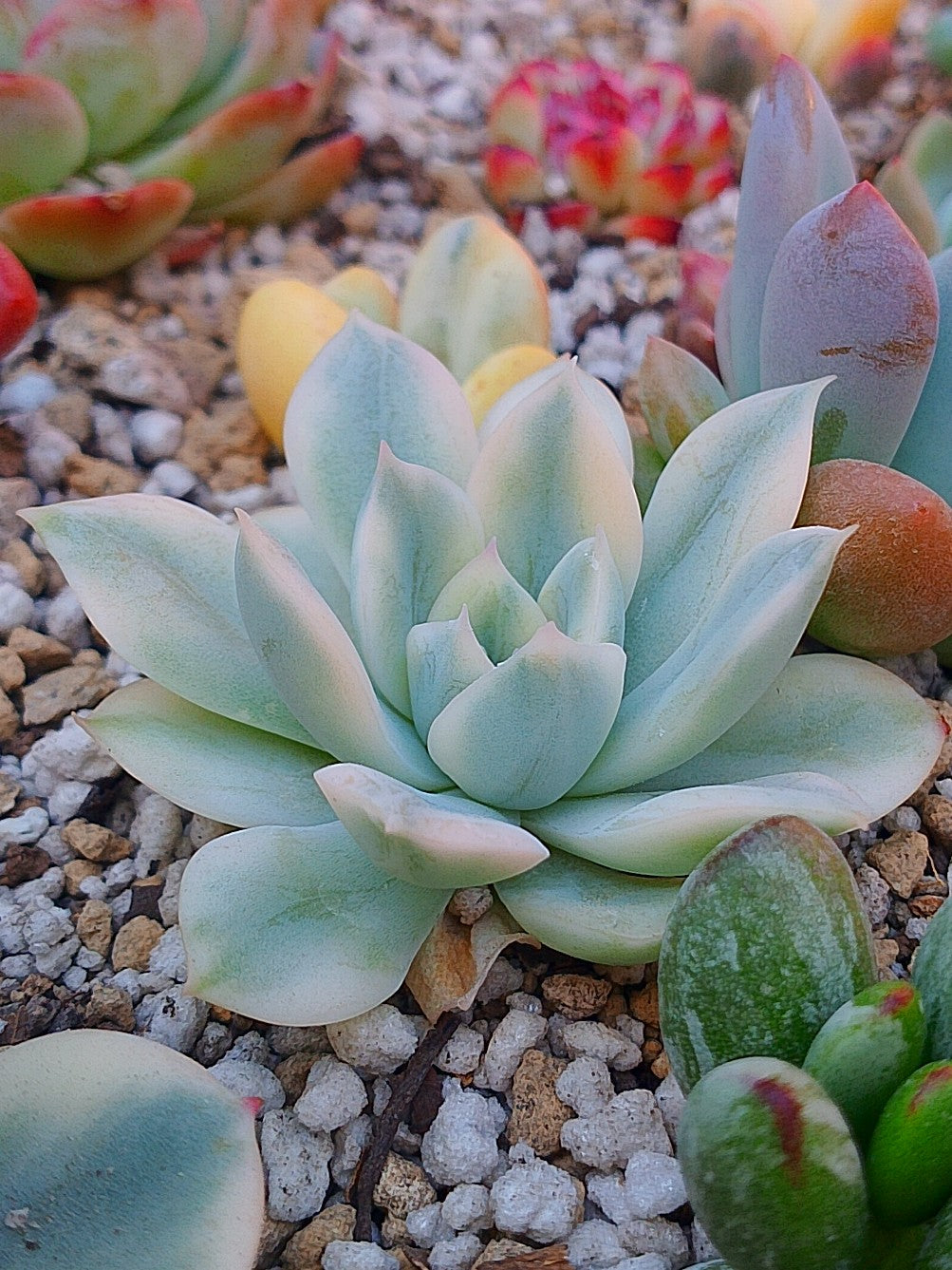Echeveria Moon Fairy variegada | maceta 3"