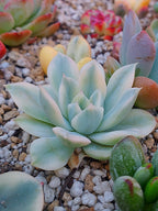 Echeveria Moon Fairy variegada | maceta 3"