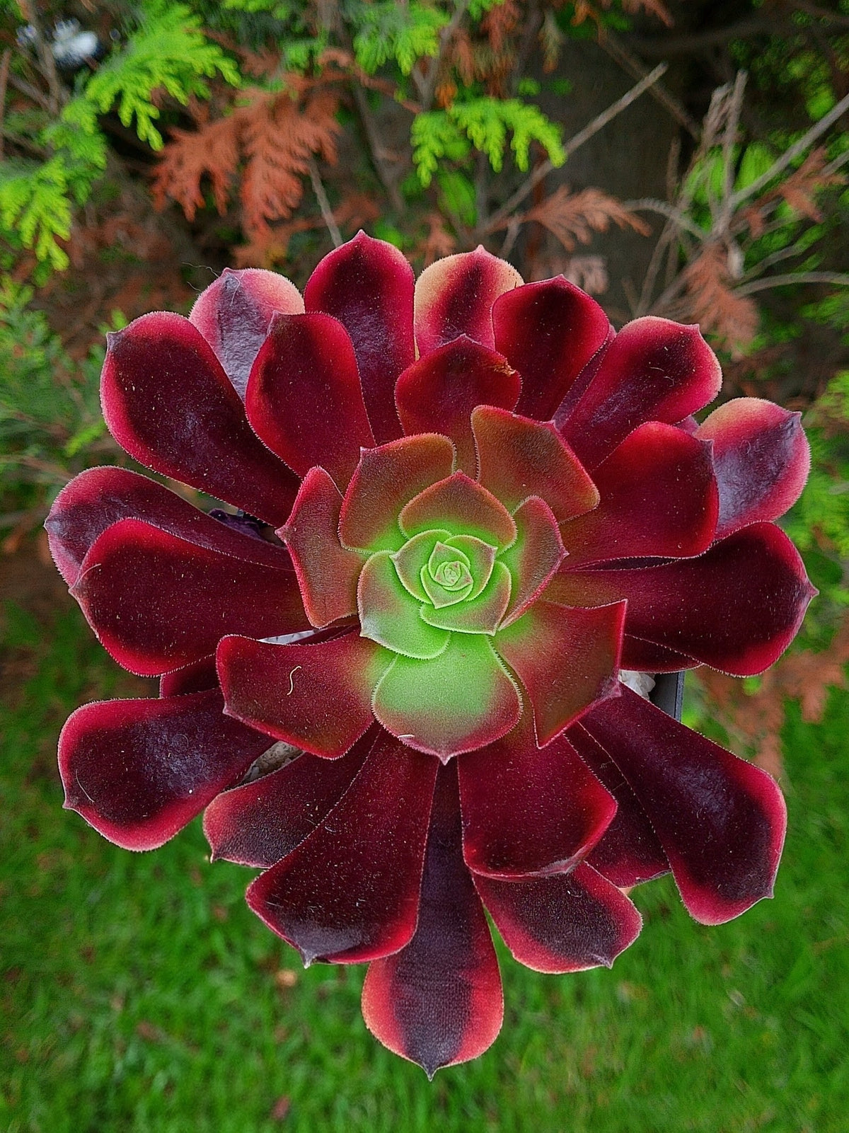 Aeonium Superbang | maceta 4