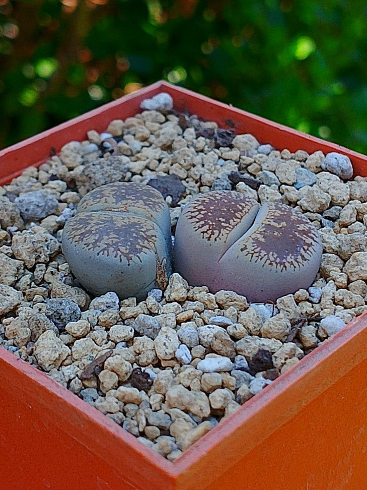 Lithops Leslie - 2 cabezas