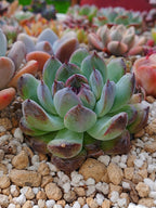 Echeveria Gemstone A