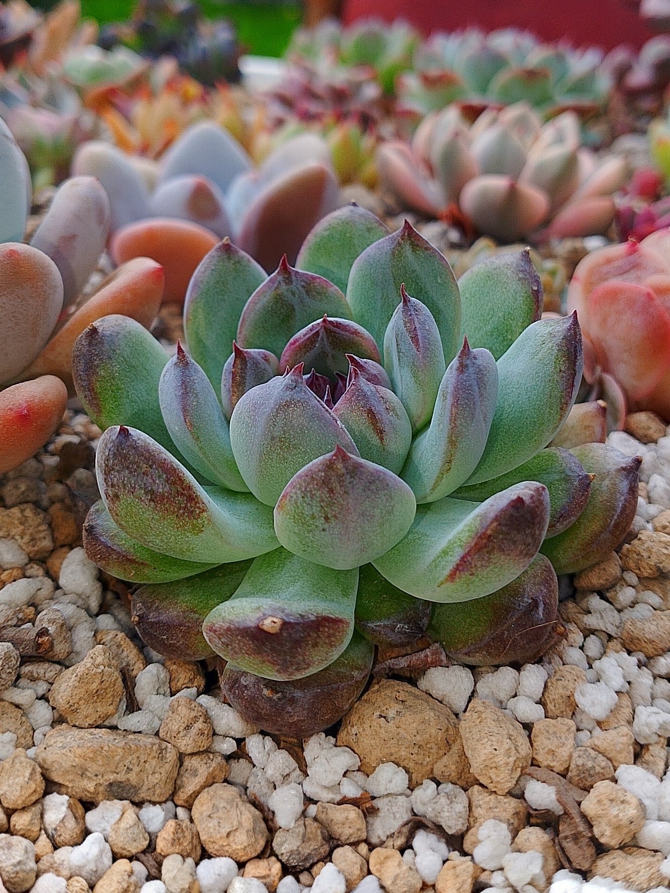 Echeveria Gemstone A