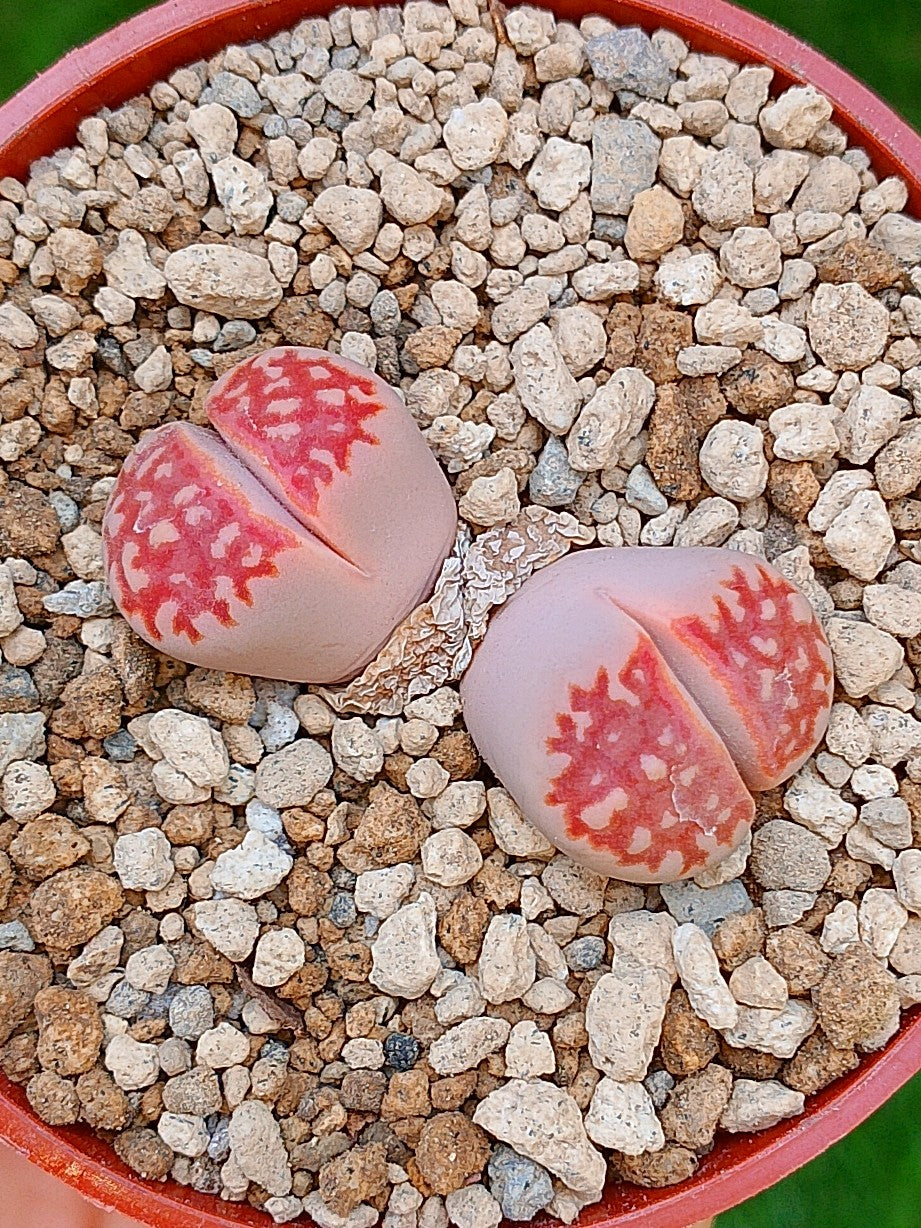 Lithops Julii | 2 cabezas