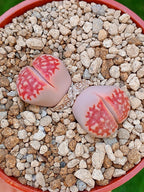 Lithops Julii | 2 cabezas