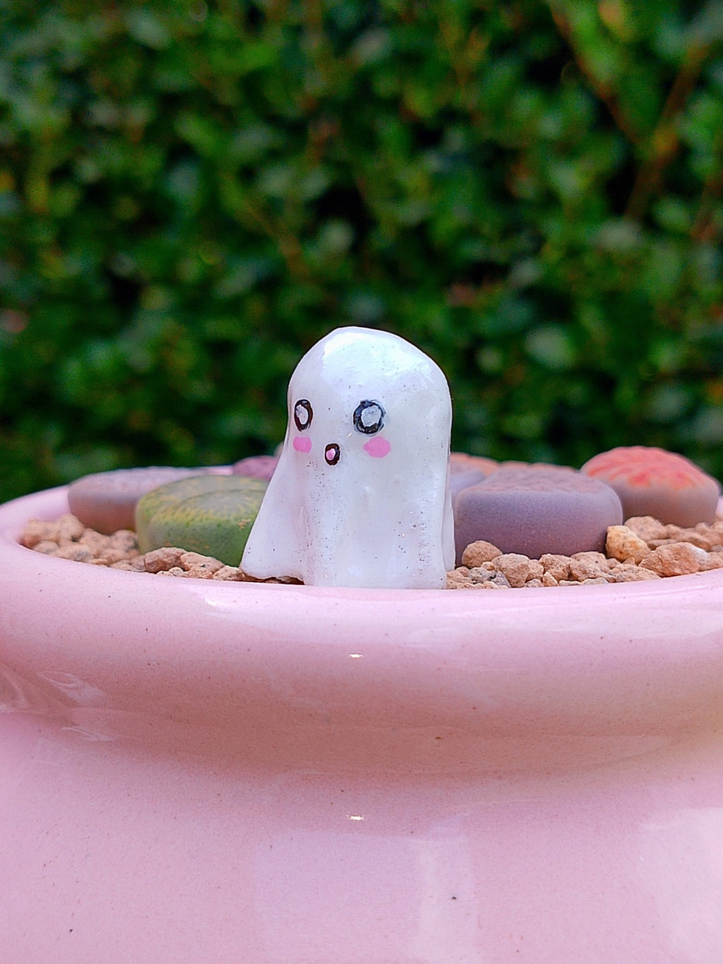 Paquete lithops Mix - Caldero fantasma