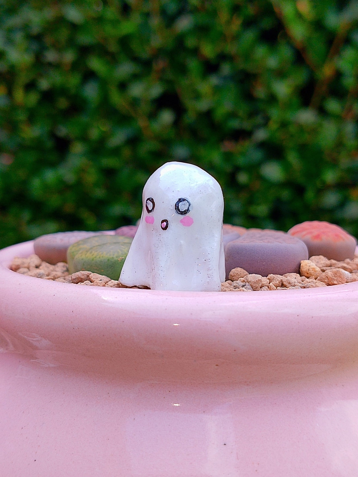 Paquete lithops Mix - Caldero fantasma