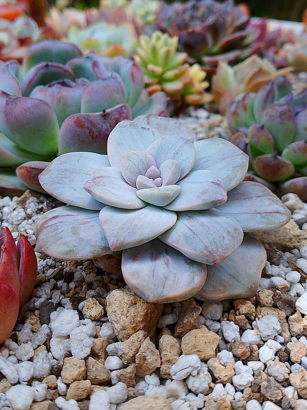 Graptopetalum Silverbum variegado